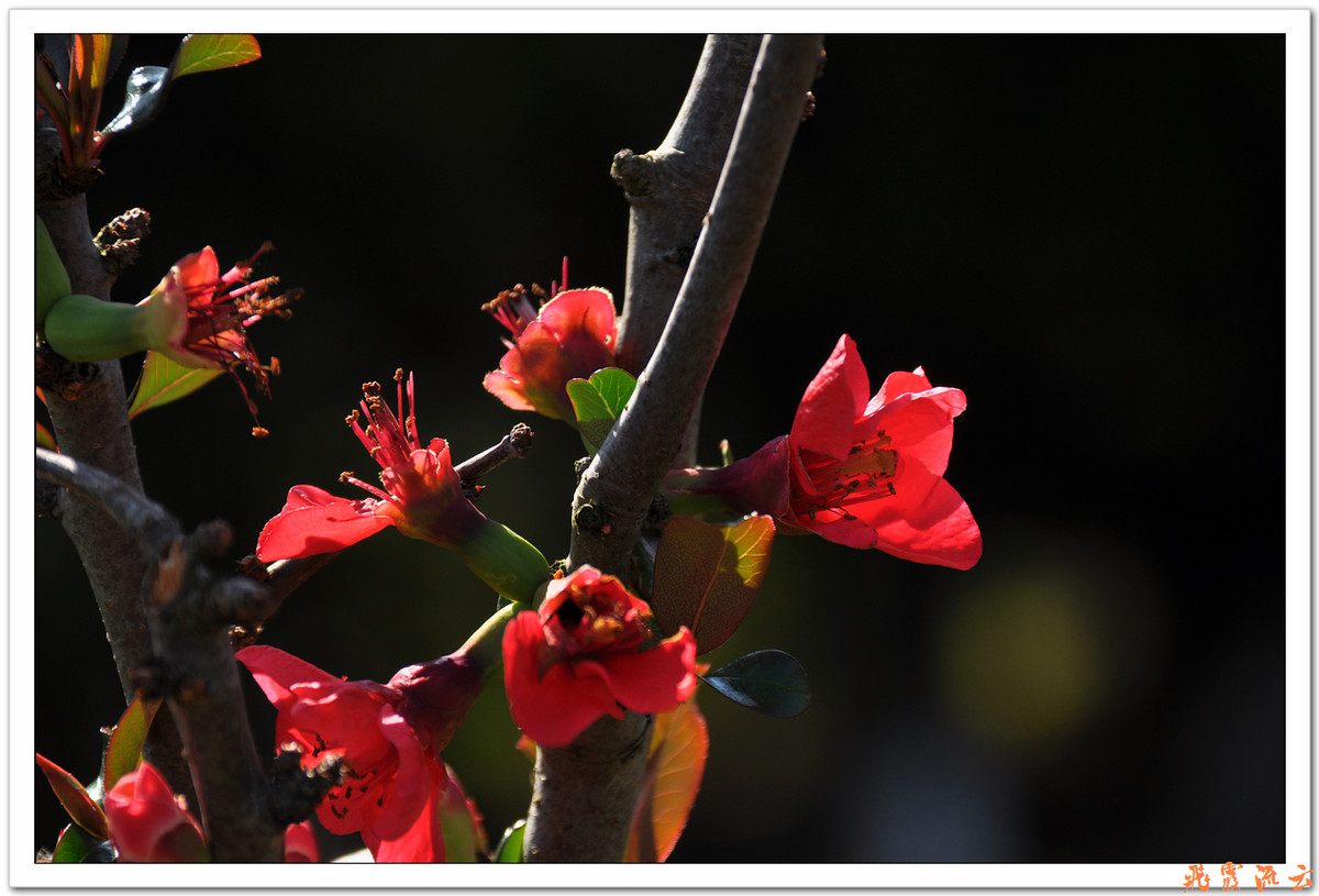 #尼康花卉作品赏析#—【尼康小五拍花】火红海棠—祝您春节快乐，过个红红火火大年！