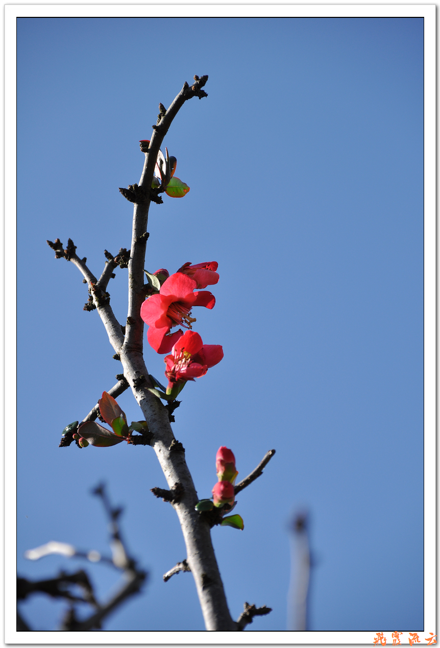 #尼康花卉作品赏析#—【尼康小五拍花】火红海棠—祝您春节快乐，过个红红火火大年！