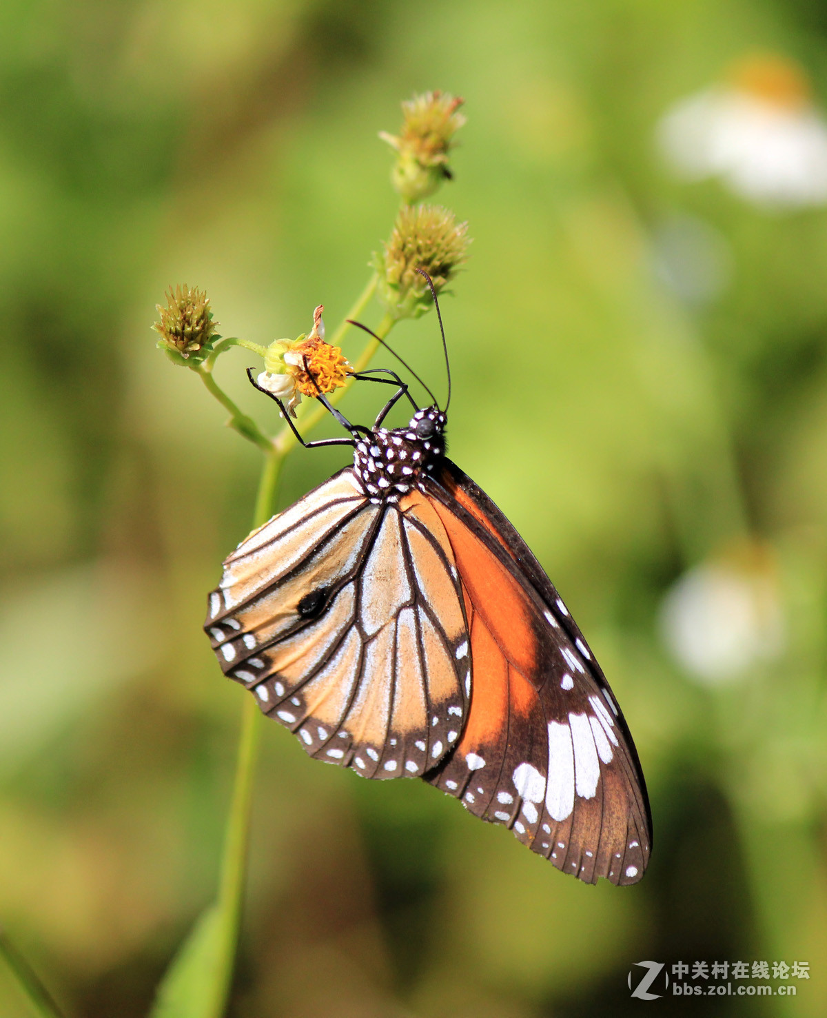 #佳作欣赏#虎斑蝶