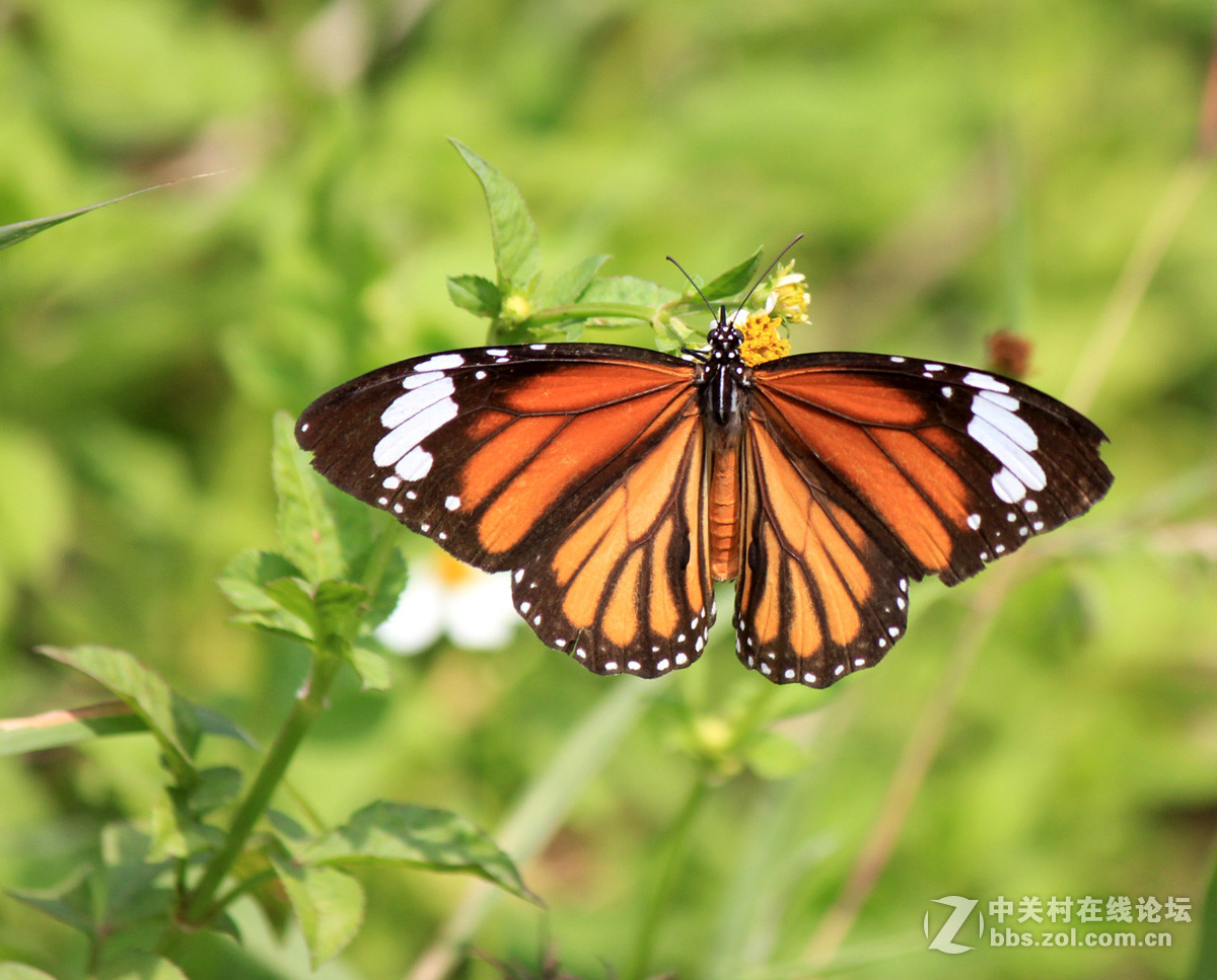 #佳作欣赏#虎斑蝶