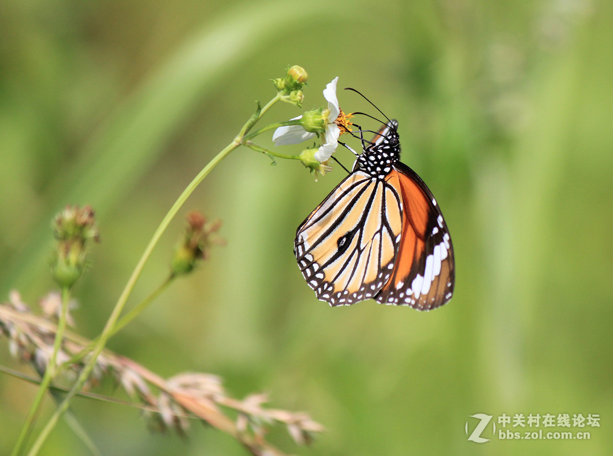 #佳作欣赏#虎斑蝶