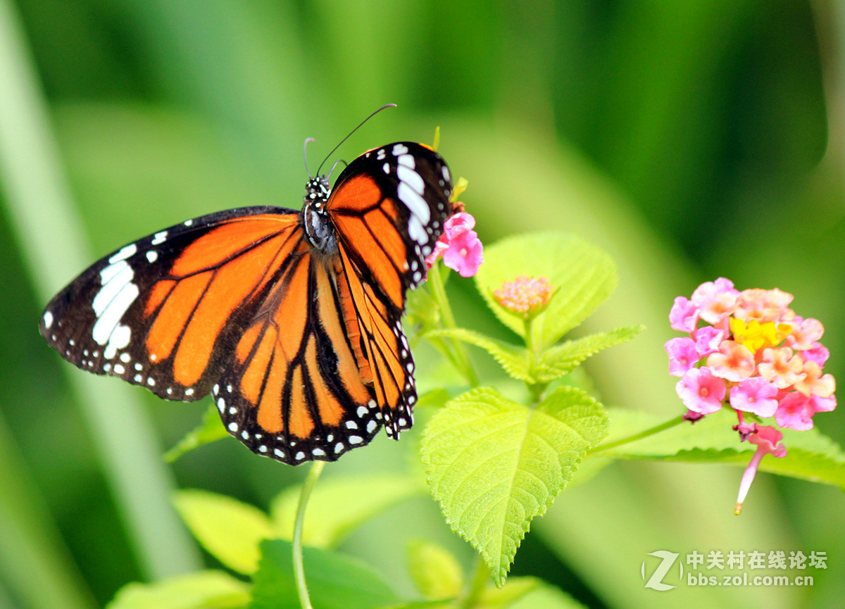 #佳作欣赏#虎斑蝶