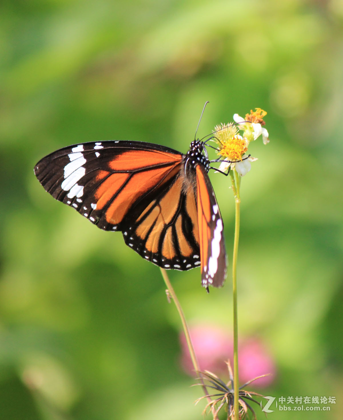 #佳作欣赏#虎斑蝶