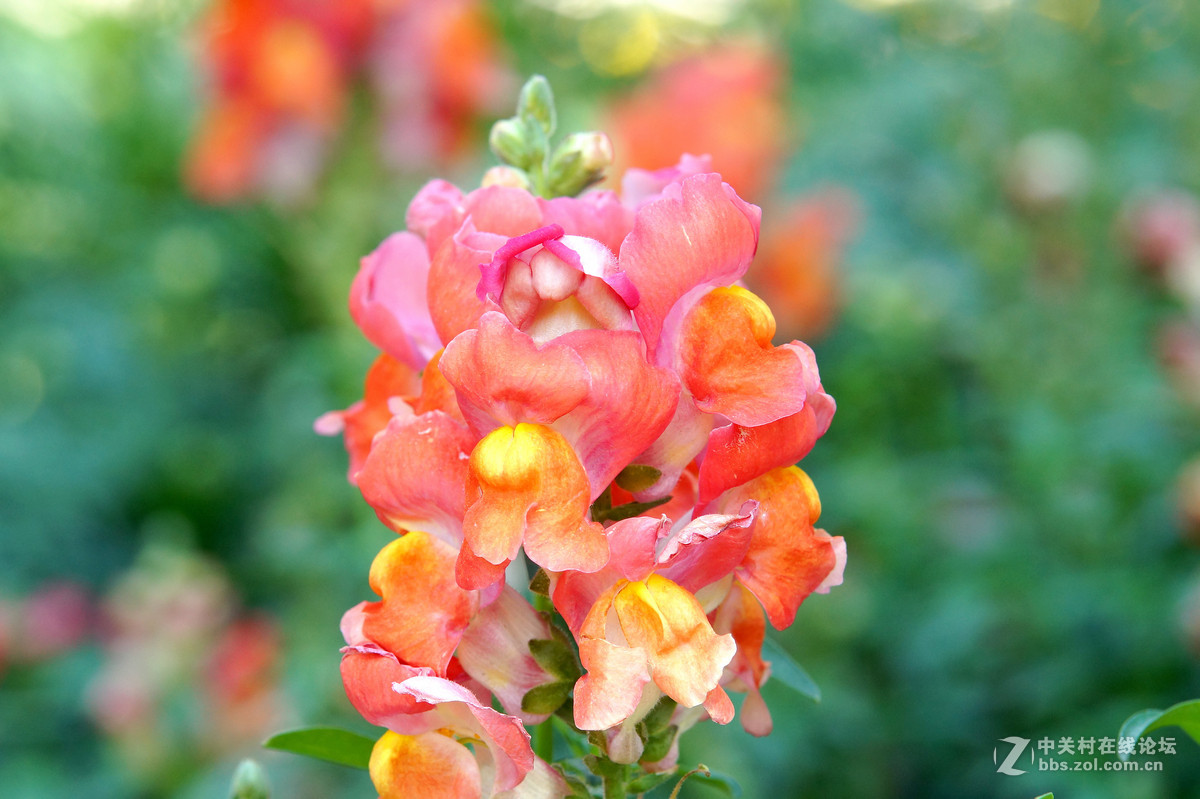 昆明圆通山随拍