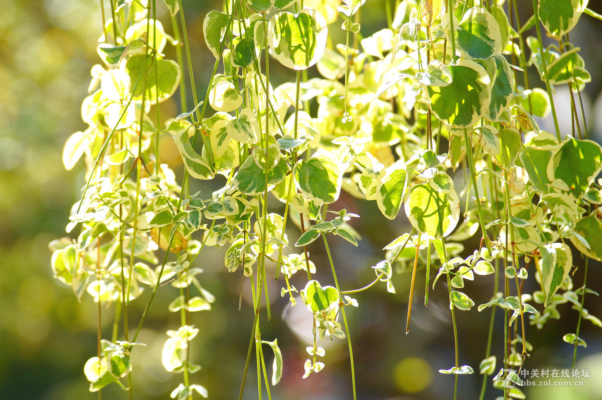 昆明圆通山随拍