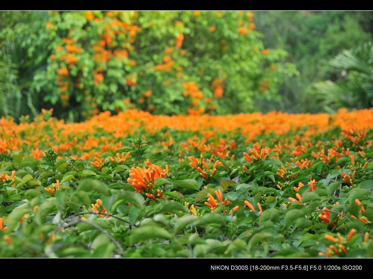 新入尼康18-200VR试镜；画质细腻锐利，色彩鲜艳饱满，好头！