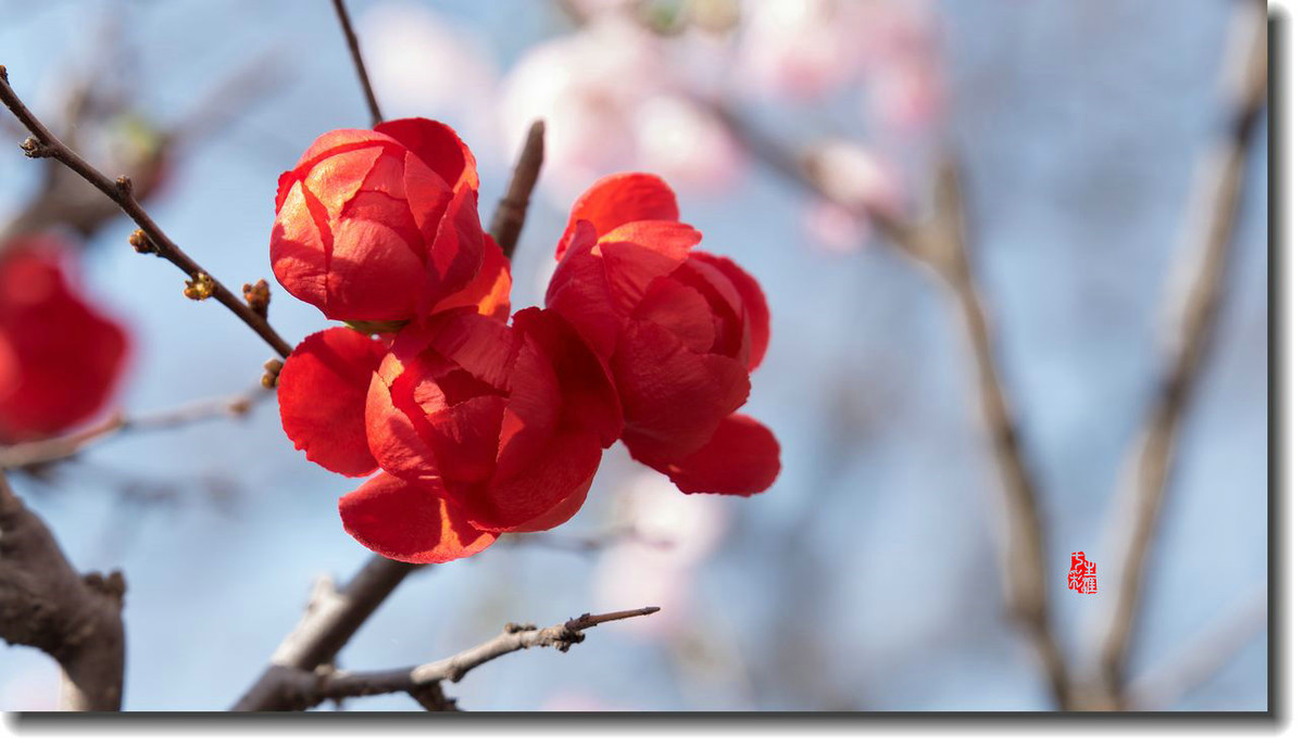 海棠迎新春（5）