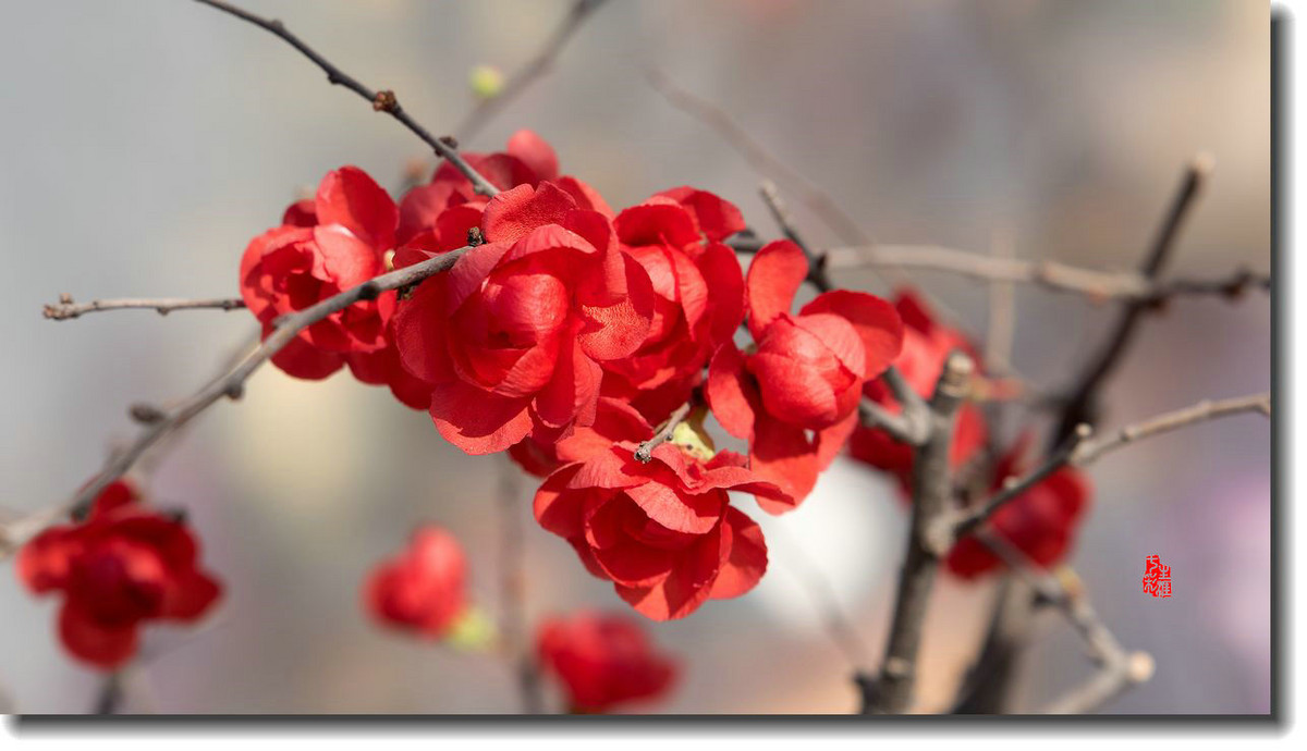 海棠迎新春（5）