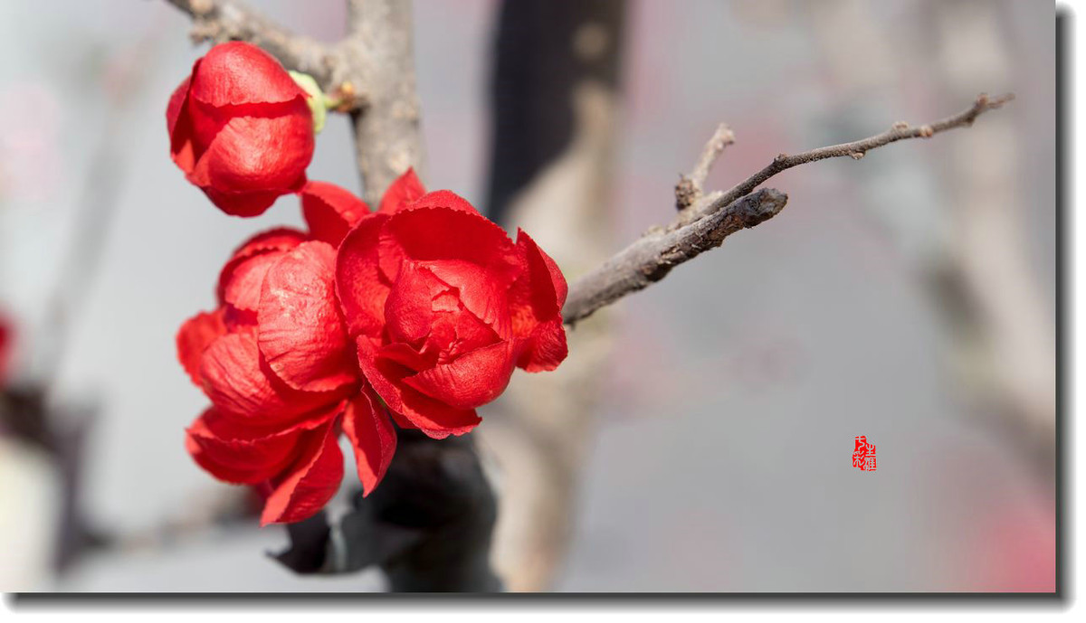 海棠迎新春（5）