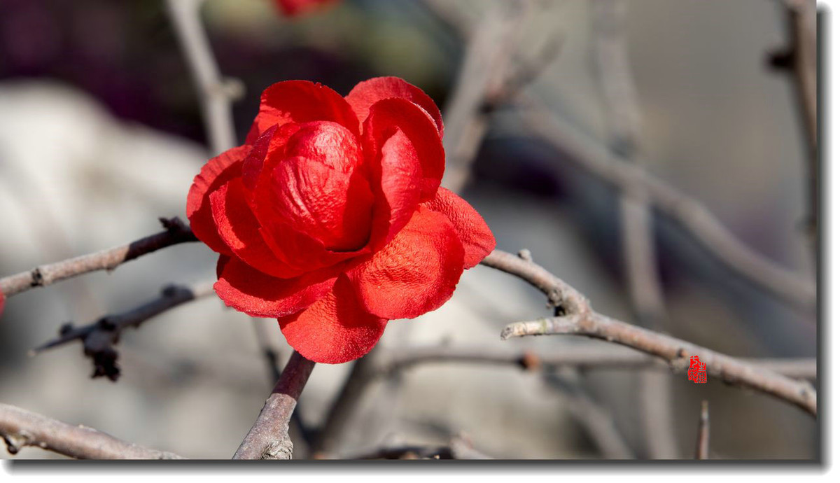 海棠迎新春（5）