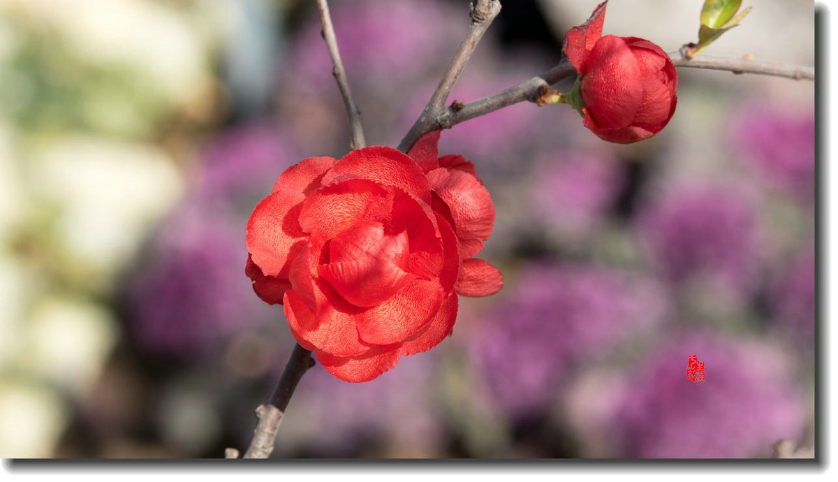 海棠迎新春（5）