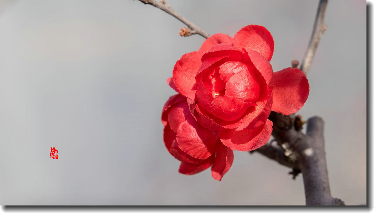 海棠迎新春（5）