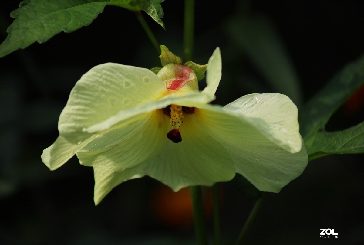 關東百花園179黃色秋葵花