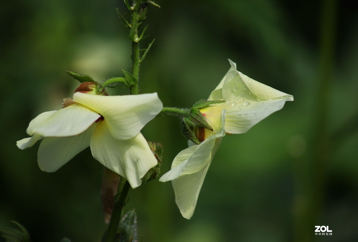 關東百花園179黃色秋葵花