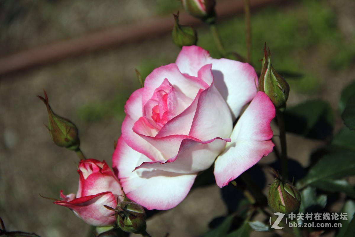 再发日本拍月季，只调锐度，曲线。