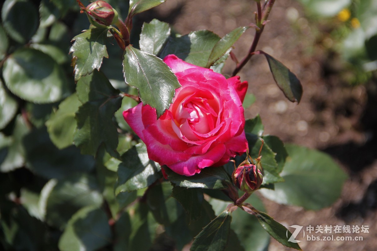 再发日本拍月季，只调锐度，曲线。