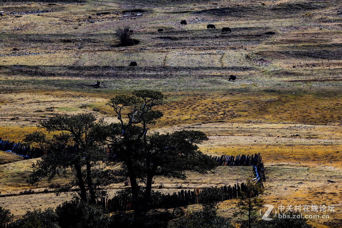 神秘的西藏 新年来临 忠心祝福版主及摄影朋友们 身体健康！ 生活快乐！扎西德勒！