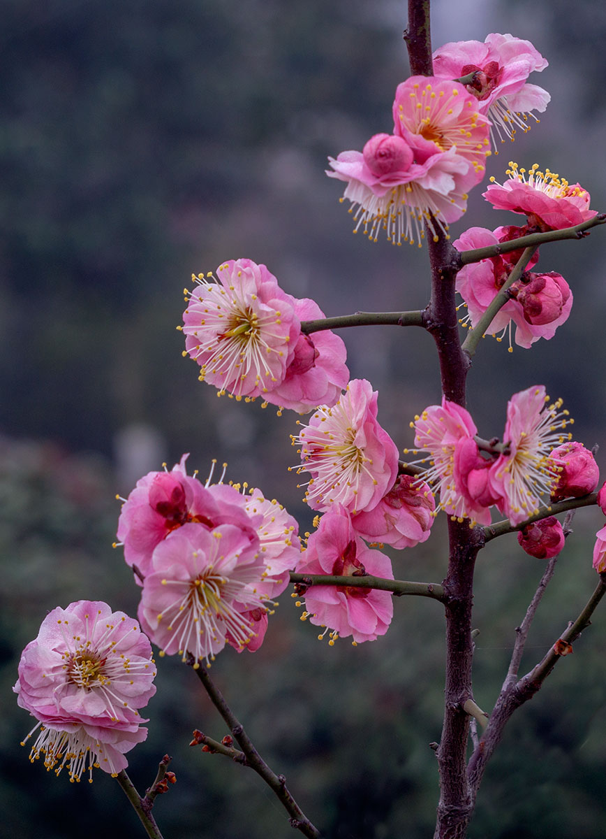 春天的大梅花德国罗敦司得放大镜头试拍