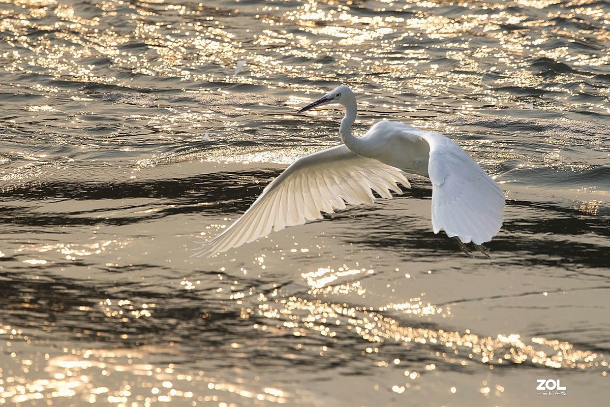 金色逆光湖面上翱翔的白鹭