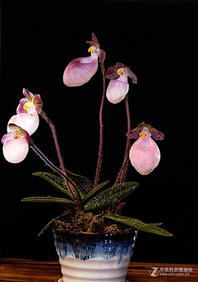 婀娜多姿兜兰花