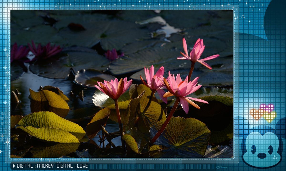 冬季莲花开 —— 祝日照星空(中国)开坛一周年！祝三位版主及好友们摄影愉快佳作多多！