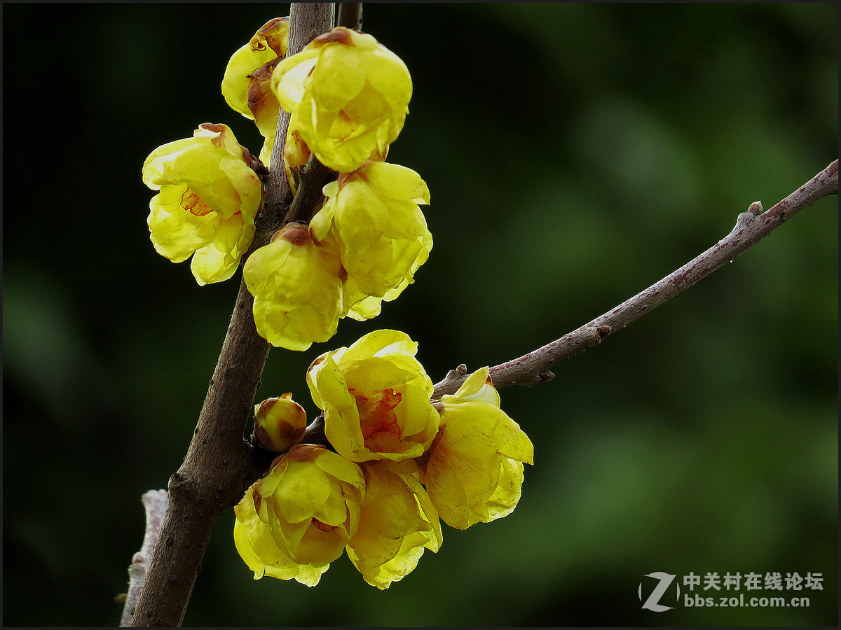 一组【腊梅迎新春】---贺年贴