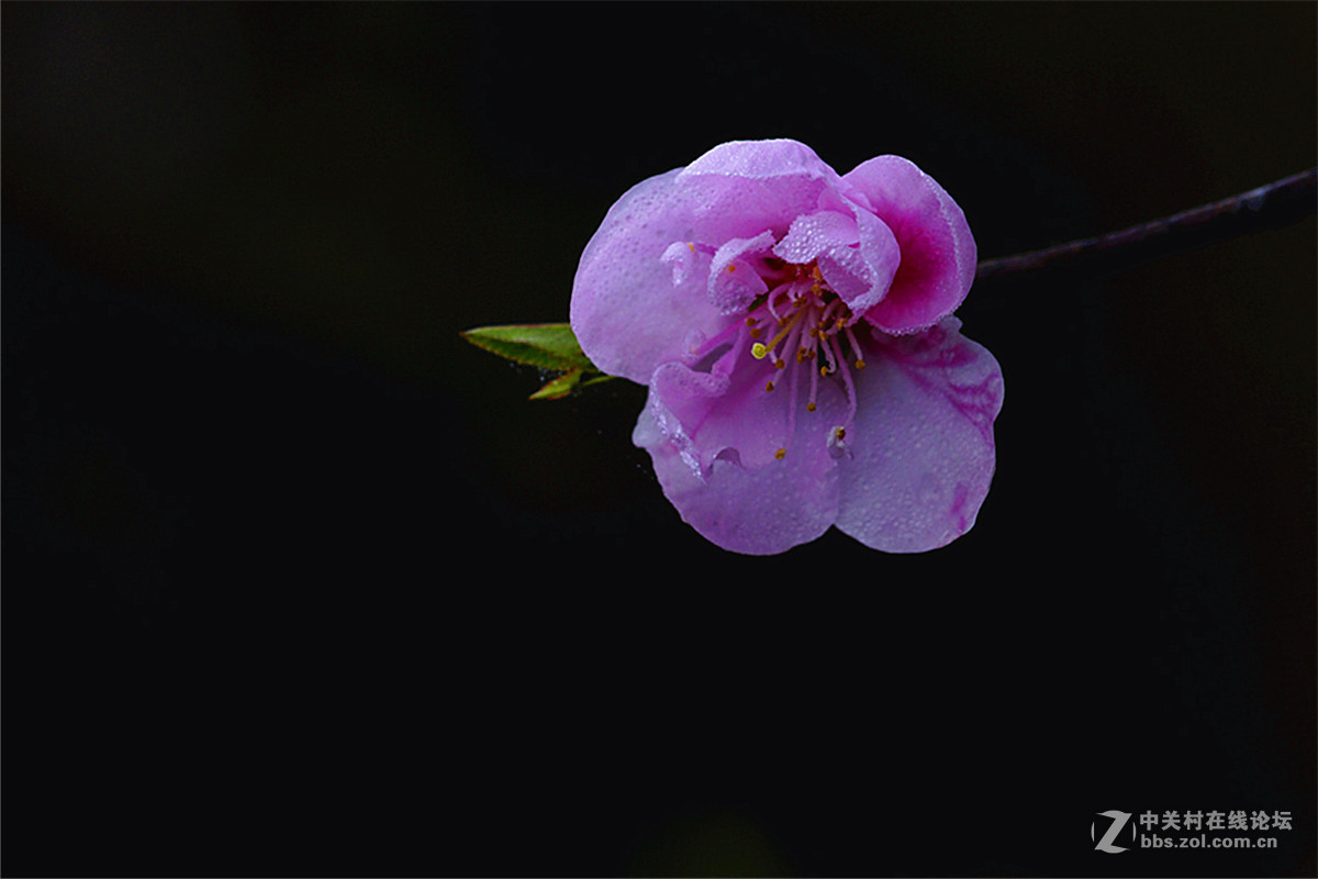 夭夭桃花百媚生