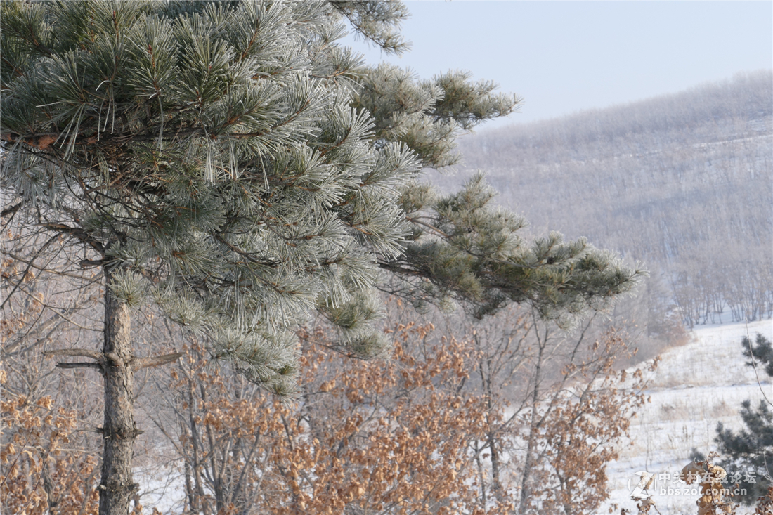 TYP114试用多图（不学版主打苍蝇咱打老虎呵呵）欢迎拍砖！！！