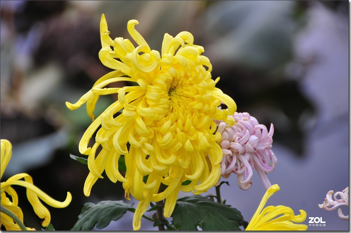 美丽的秋菊