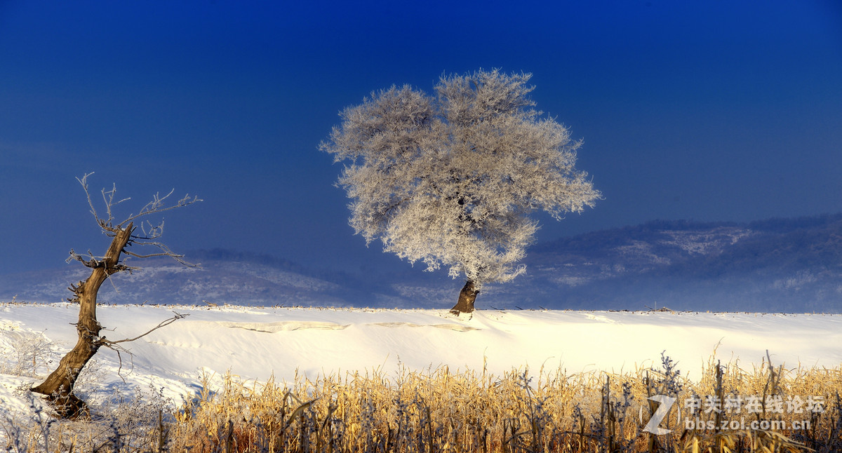 神奇而美丽风景线——雾凇岛