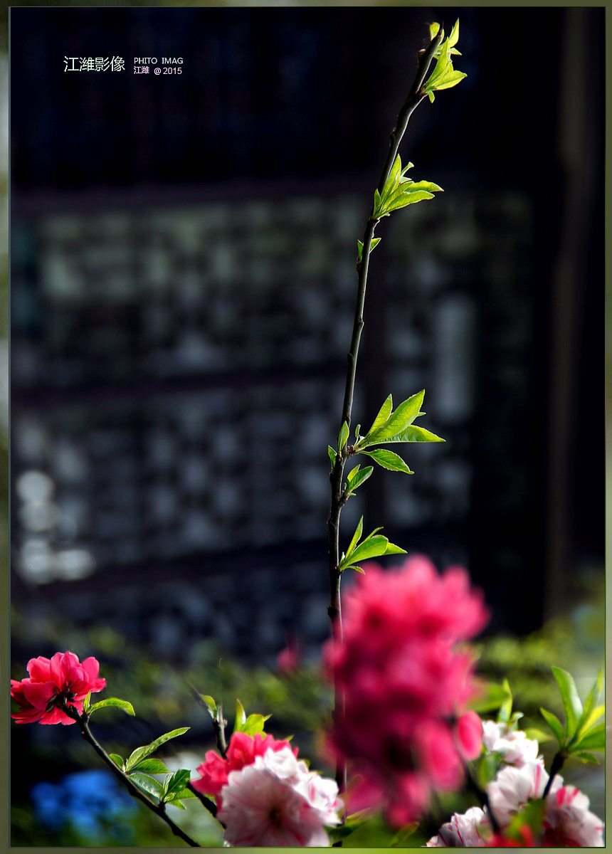 茶窗柳绿碧桃红——6P