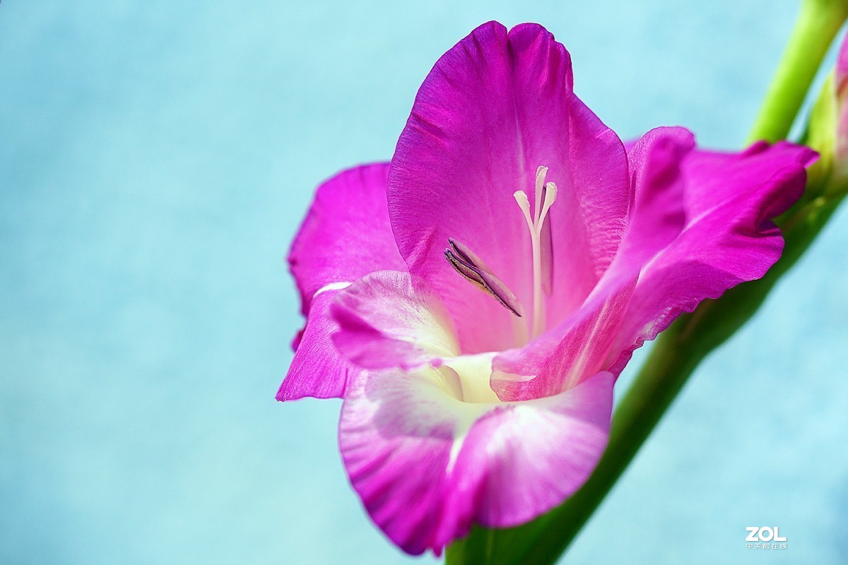 剑兰(三)-中关村在线摄影论坛