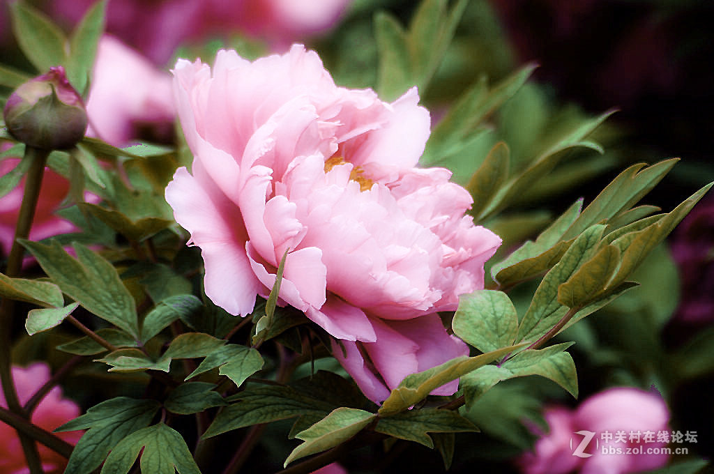 粉牡丹1