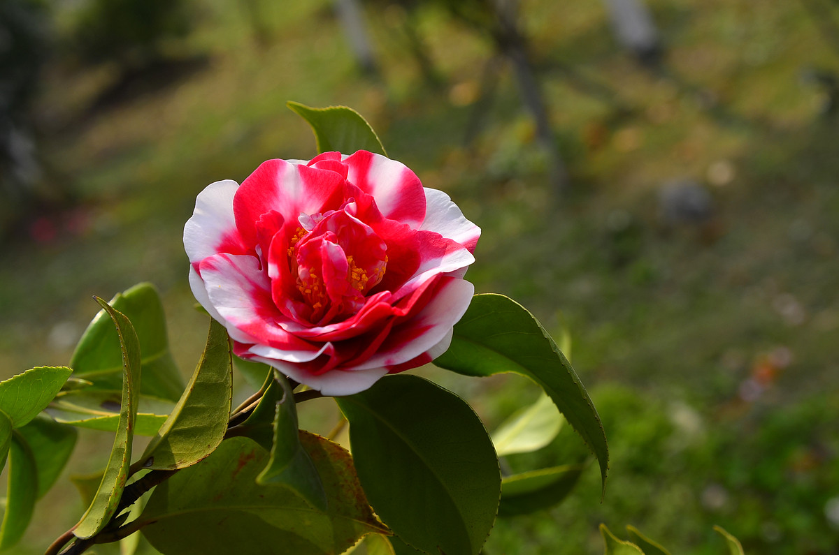 多彩茶花