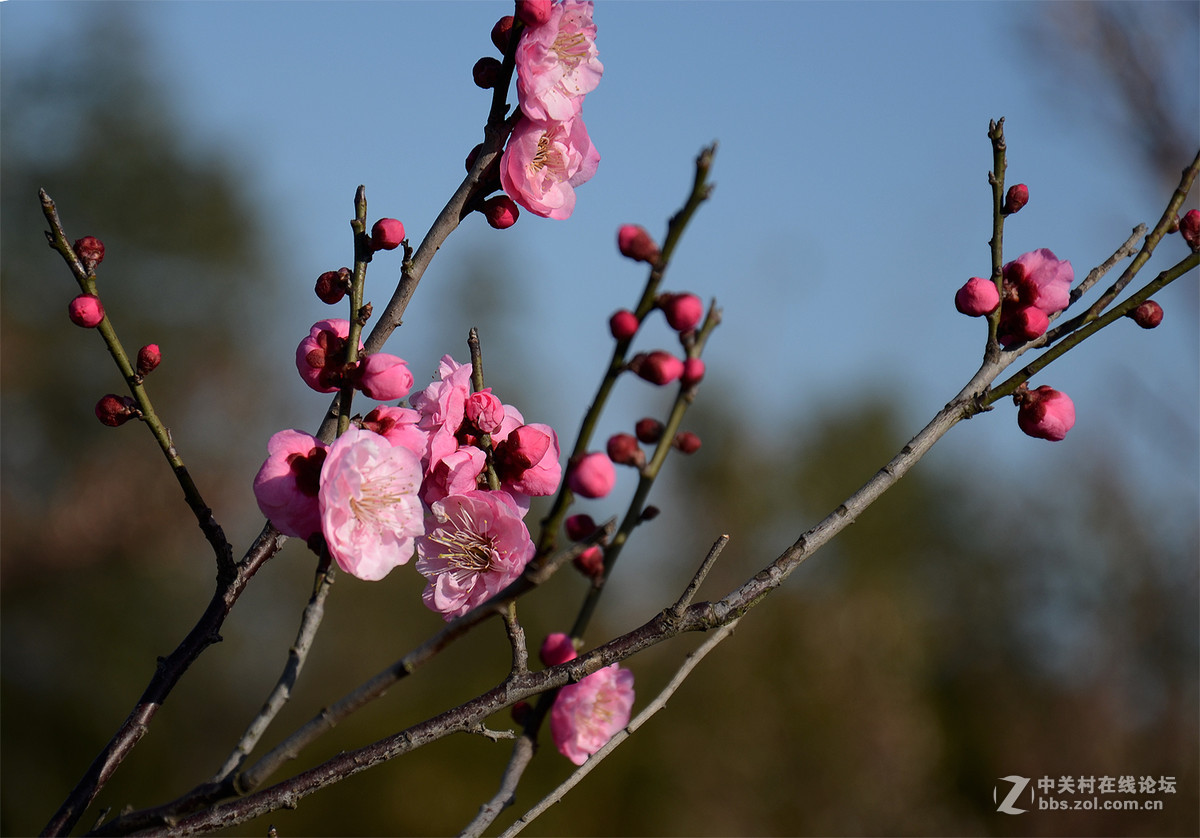 2015年春节第一天上海奉贤梅花节赏梅