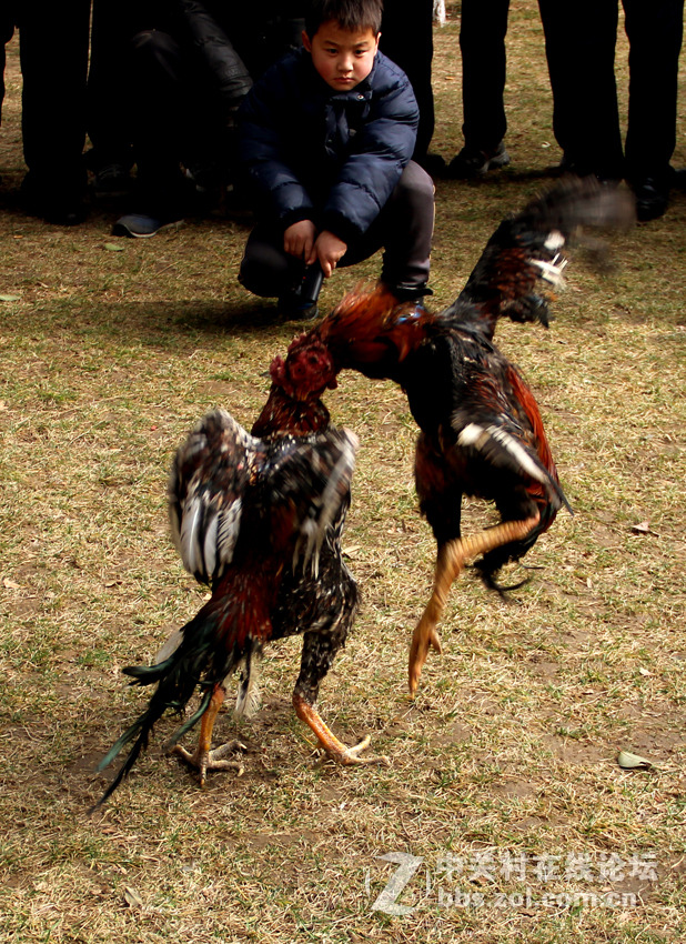 大年初三人民公园观鸡斗1