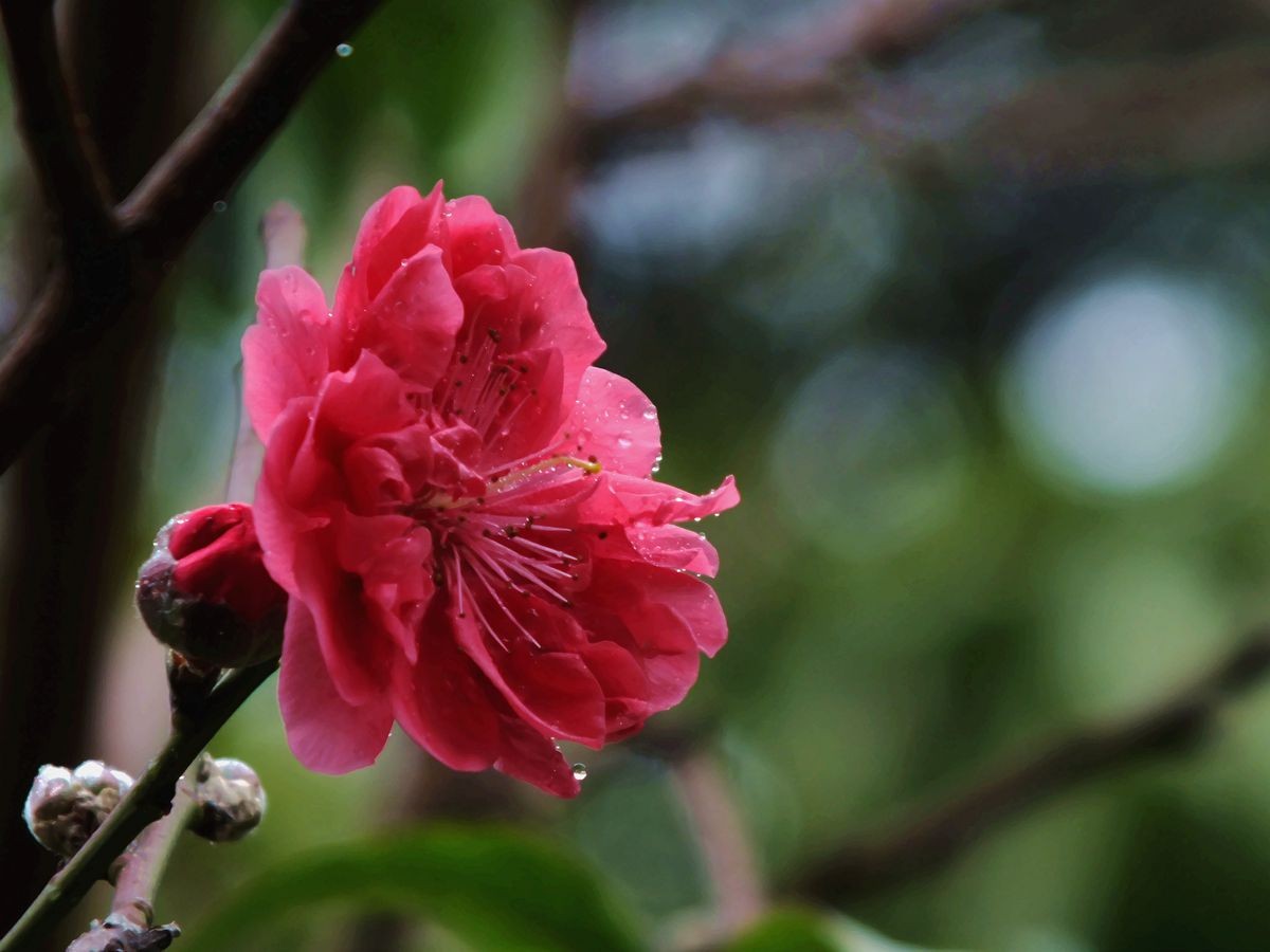 小花一束一一一恭贺好友胡杨林荣任富士星空(中国)版版主，祝愿星空(中国)更加繁荣兴旺。