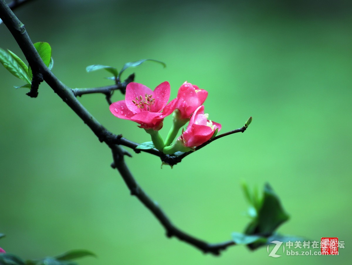 帖梗海棠