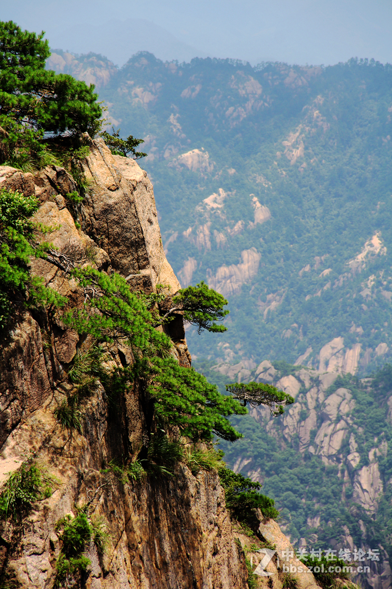 黄山之秀---黄山松
