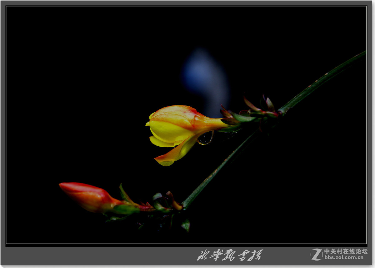 据说叫迎春花