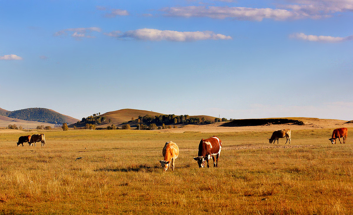 zol金秋乌兰布统深度摄影作业五十草原牧牛图肆祝贺贴