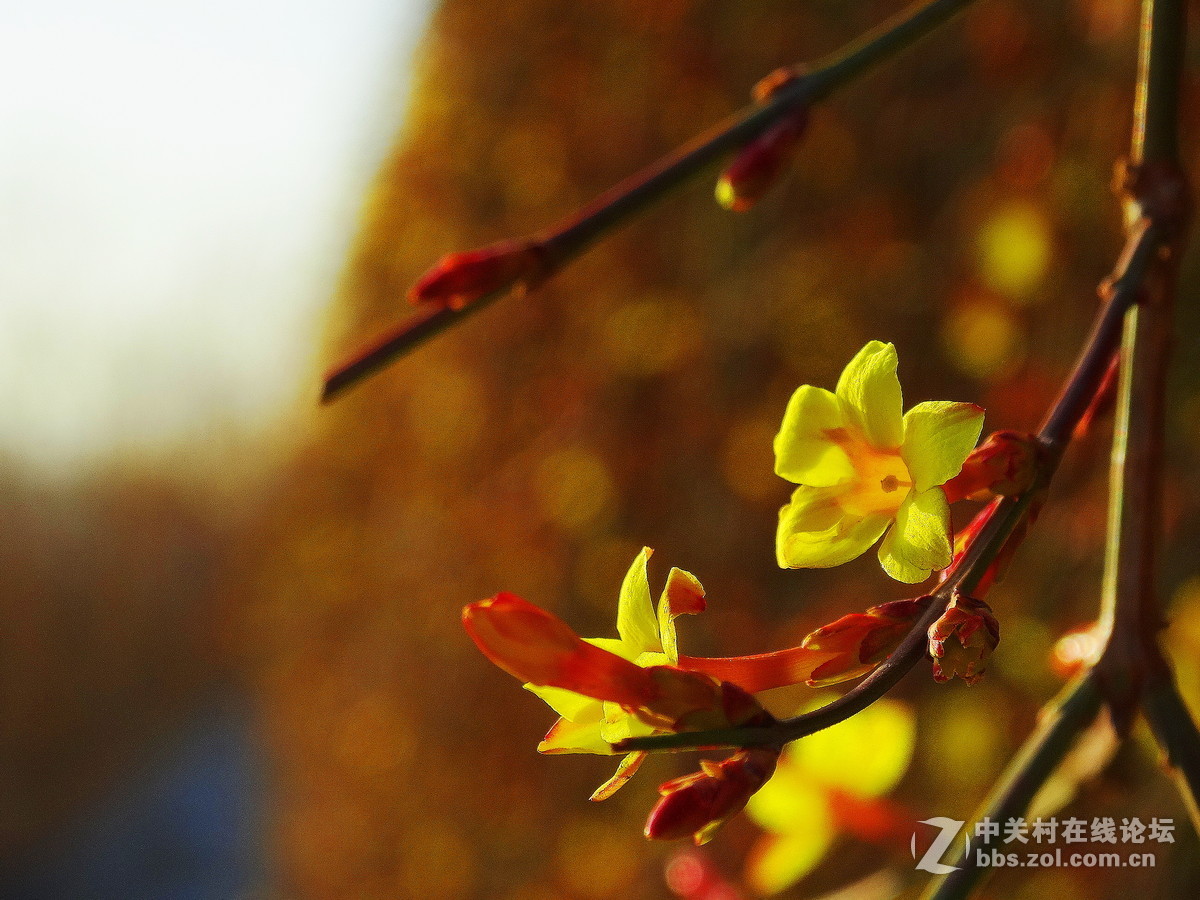 迎春花