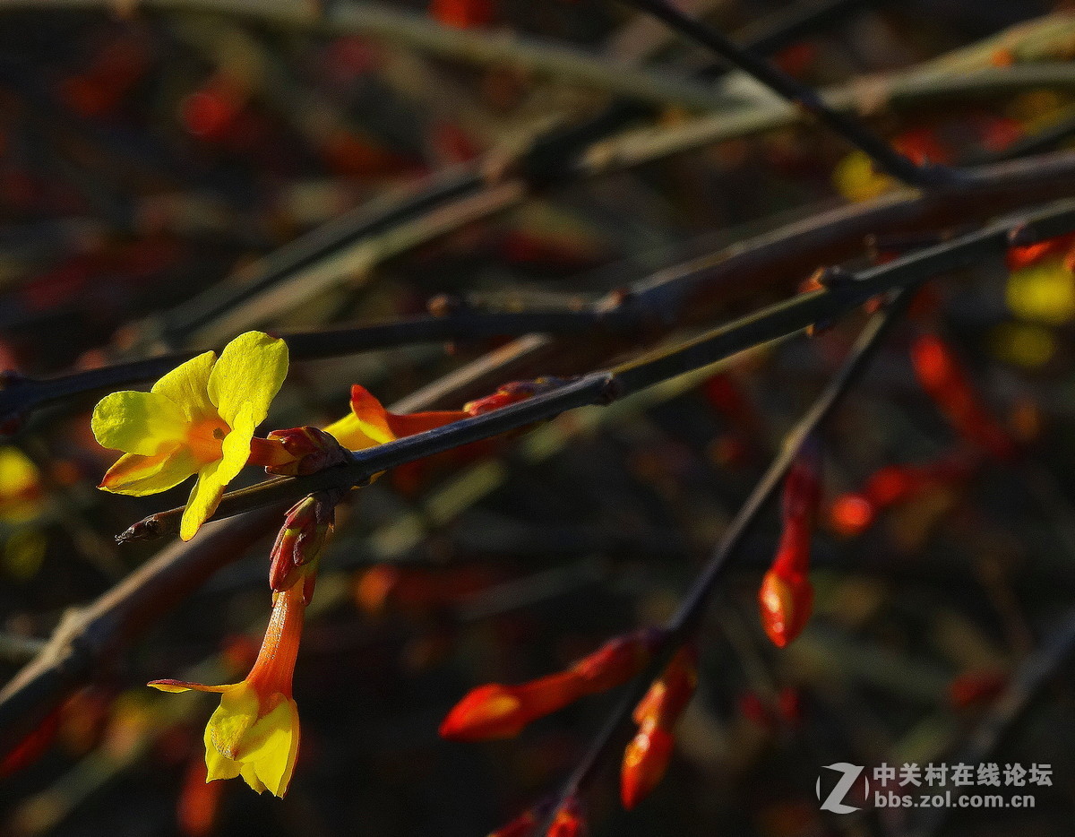 迎春花