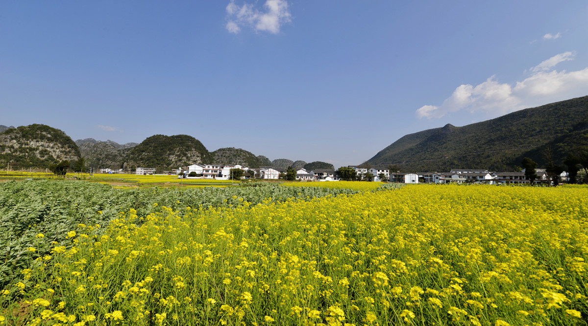 菜花盛开的村庄---兴义万峰林纳灰村