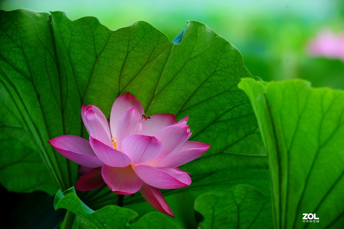 六月荷花——尼康 AIS 300/4.5 试拍