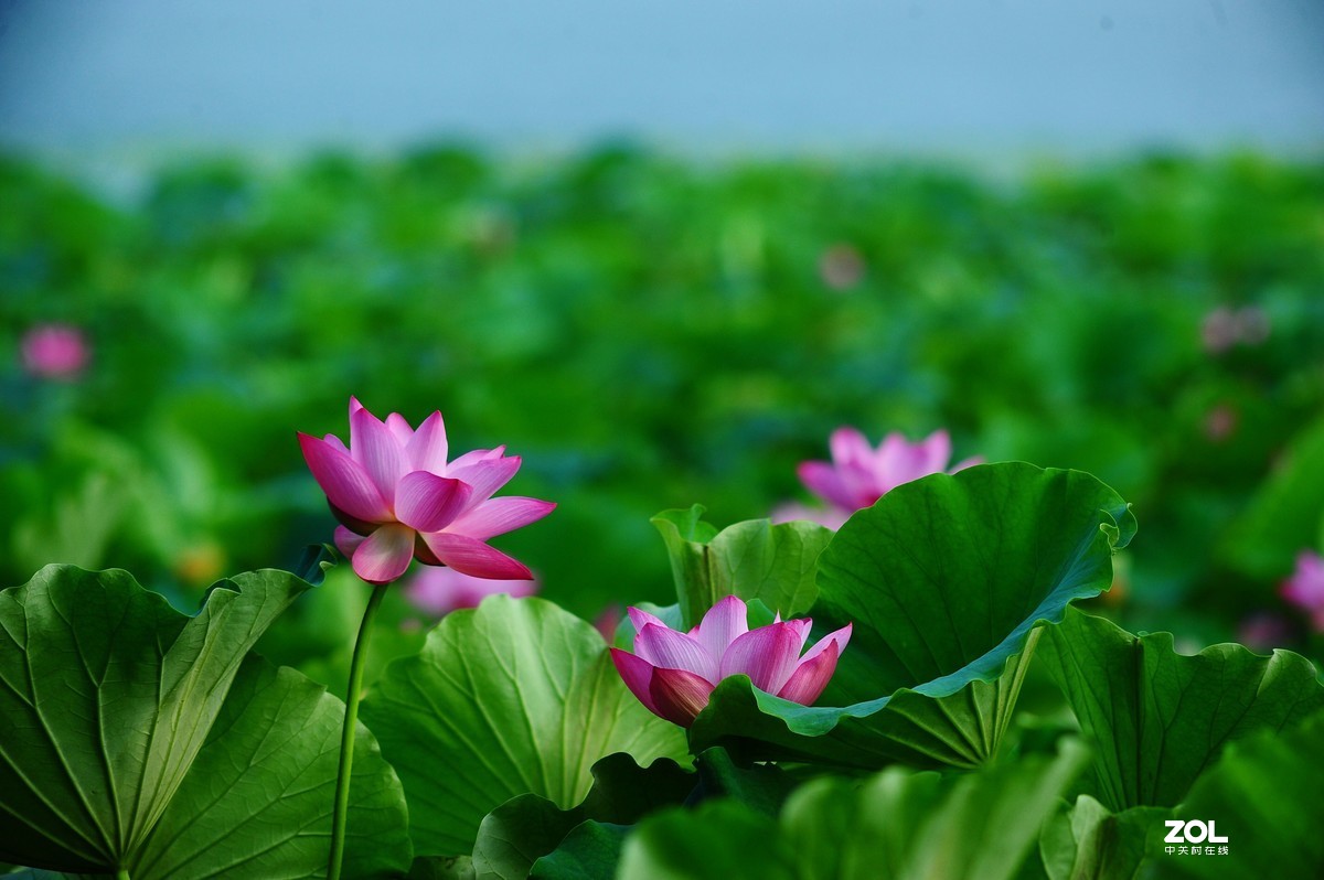 六月荷花——尼康 AIS 300/4.5 试拍