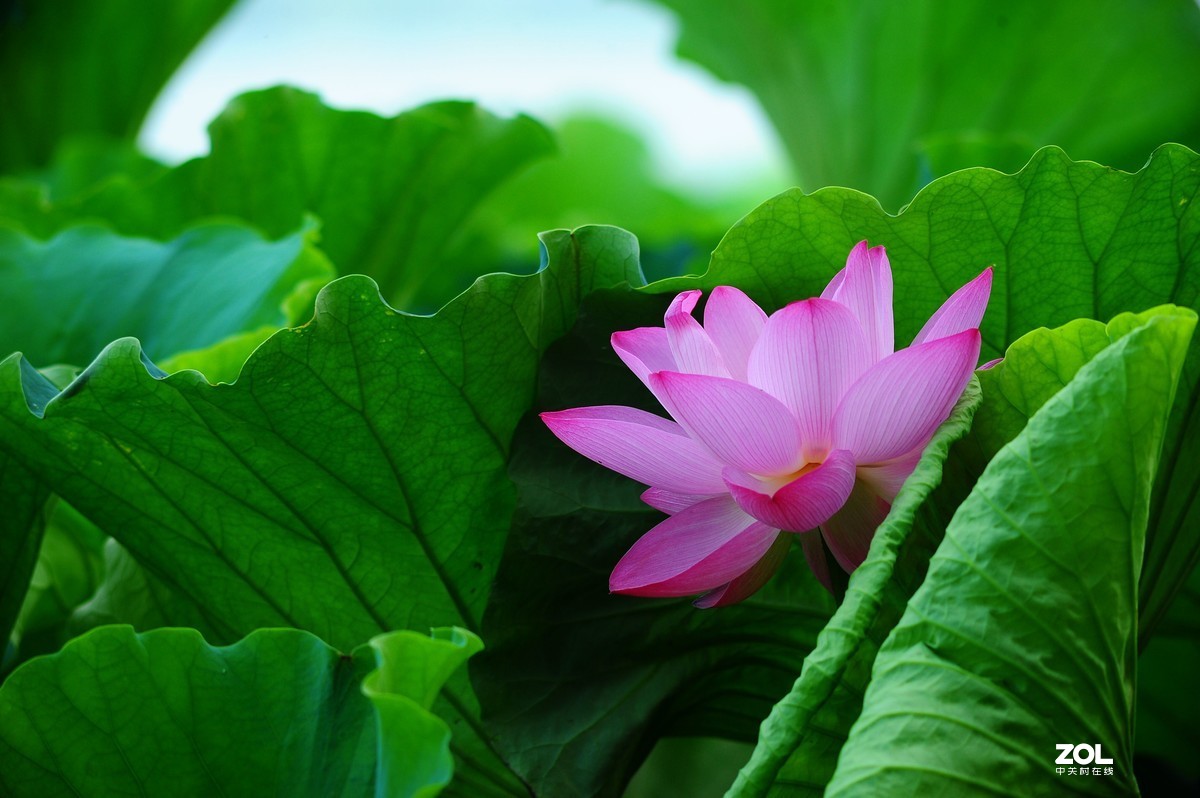 六月荷花——尼康 AIS 300/4.5 试拍