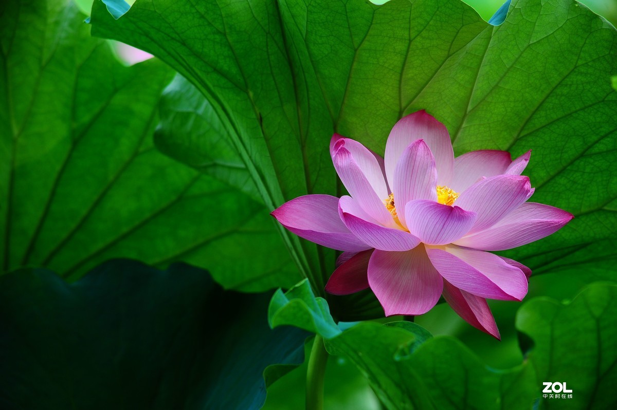 六月荷花——尼康 AIS 300/4.5 试拍