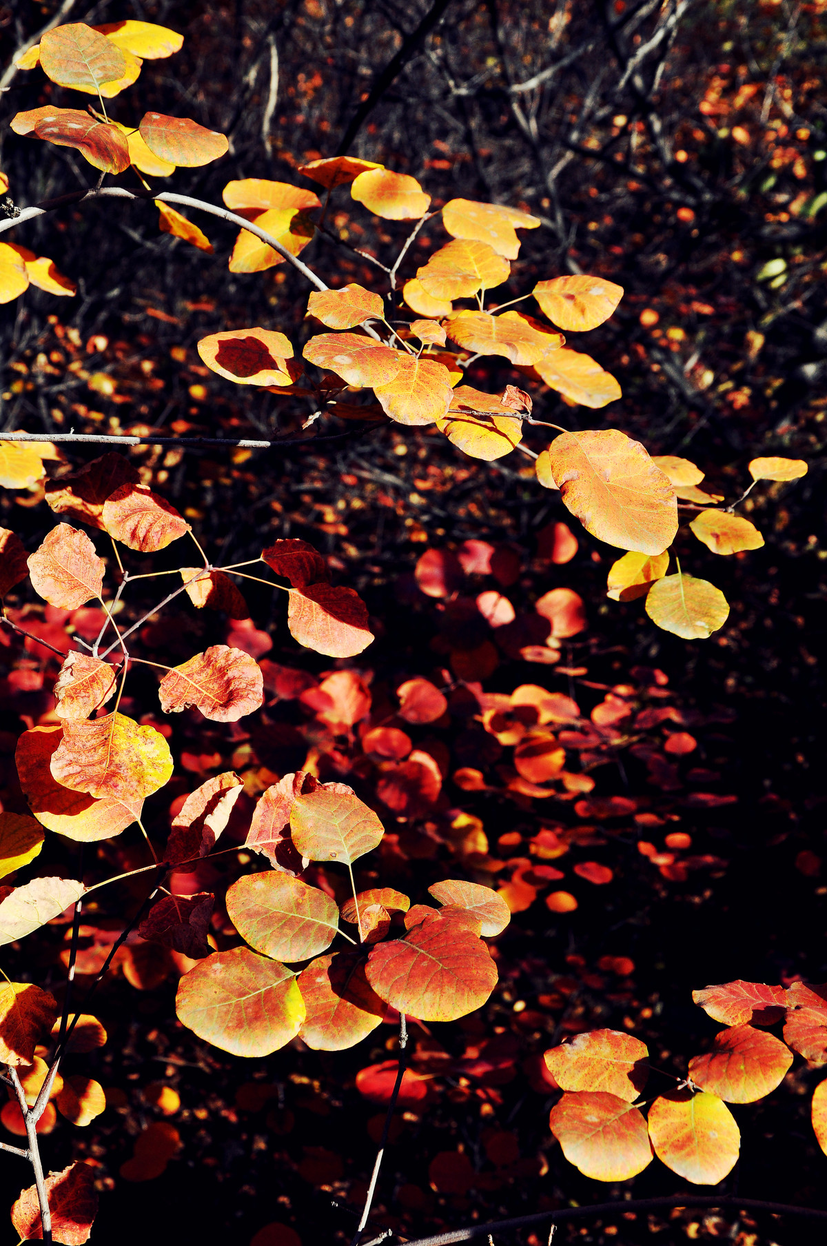 红叶冬出，星空(中国)火；光影诱惑，须努力。