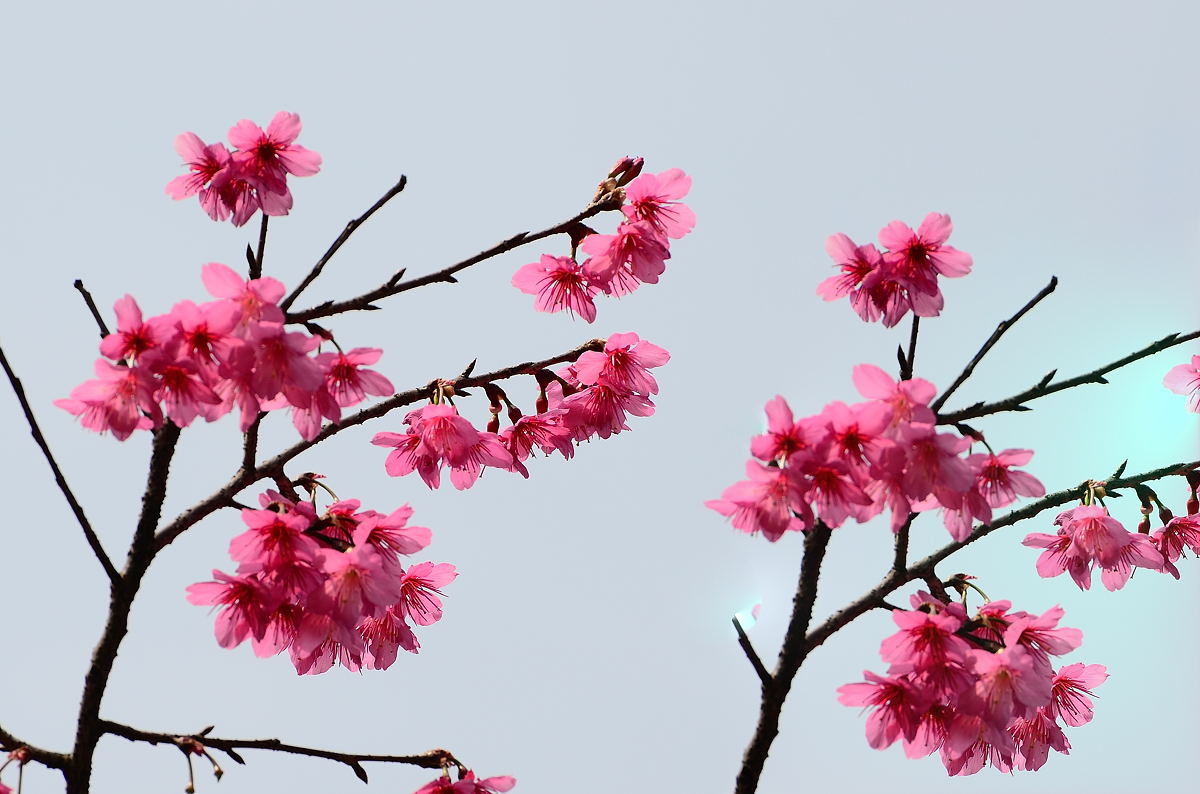 樱花(下)-中关村在线摄影论坛